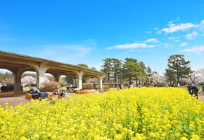 小金井公園